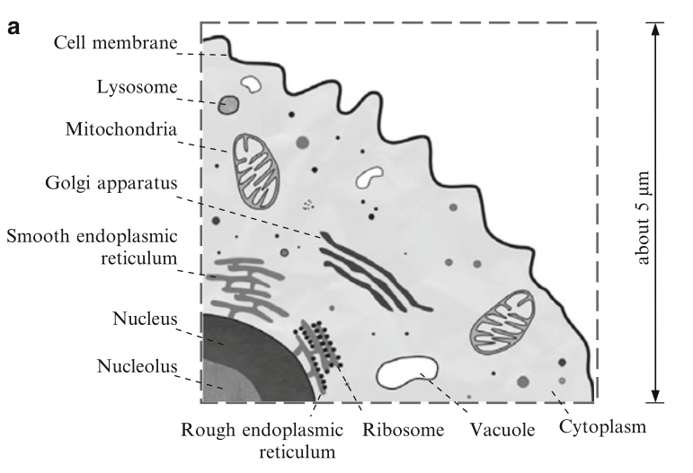Illustration of cell