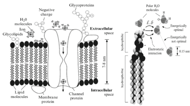 Left image shows membrane's ion channel also shows that membrane consists of lipid molecules and the right image is an illustration of lipid molecule