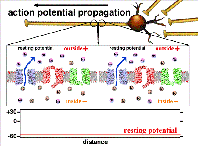 https://upload.wikimedia.org/wikipedia/commons/2/2f/Action_potential_propagation_animation.gif