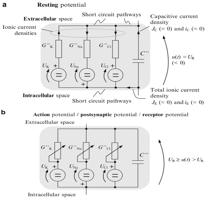 Equivalent circuit of resting and action potential